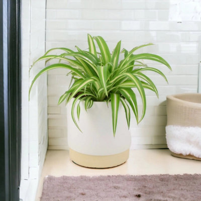 Ceramic Eve Off White Plant Pot  Elegant Decorative Indoor & Outdoor Planter from B&Q