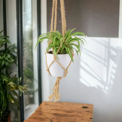 Chlorophytum Spider Plant 12Cm Air Purifying Plant Garden Plant from B&Q