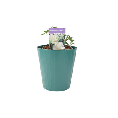 Silver Anniversary Rose   Fragrant White Hybrid Tea Rose In 5.5L Pot In  Metal Teal Vertical Line from B&Q