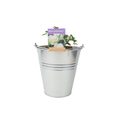Silver Anniversary Rose Fragrant White Hybrid Tea Rose In 5.5L Pot In Metal Zinc Pail from B&Q