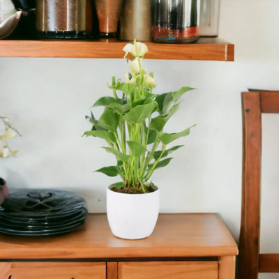 Anthurium White Stunning Flamingo Flower In 12Cm Pot Indoor Garden Plant from B&Q