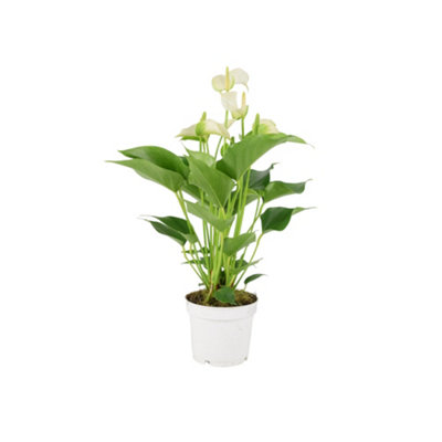 Anthurium White  Stunning Flamingo Flower In 12Cm Pot Indoor Plant In Nursery Pot from B&Q
