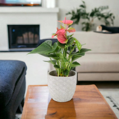 Anthurium Pink Flamingo Flower Eotic Indoor Plant In 12Cm Pot Garden Plant from B&Q