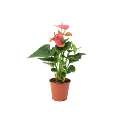  - Anthurium Pink Flamingo Flower  Exotic Indoor Plant In 12Cm Pot In Nursery Pot