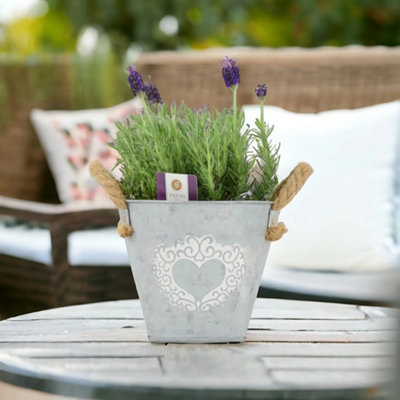 Lavender Stoechas 1L Pot Fragrant Mediterranean Plant For Sunny Gardens Garden Plant from B&Q