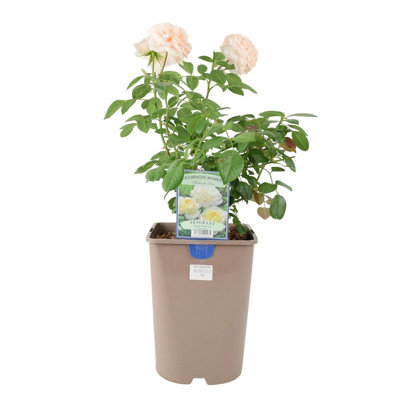 Metal Zinc Pail  Decorative Indoor & Outdoor Plant Pot from B&Q
