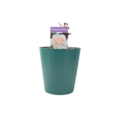 Champagne Moment Rose 5.5L Pot  Fragrant Patio Rose Bush For Small Gardens  In Metal Teal Vertical Line from B&Q