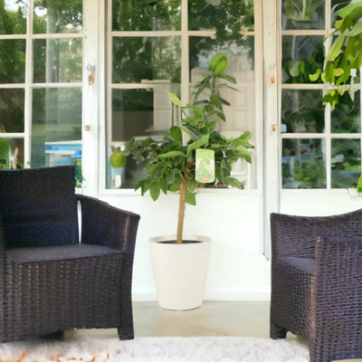 Metal Zinc Pail  Decorative Indoor & Outdoor Plant Pot from B&Q