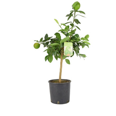 Citrus Lime Tree In Rustic Bucket Hardy Fruit Tree For Homegrown Limes Garden Plant from B&Q
