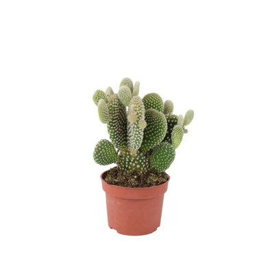 Mini Pilea Peperomioides Chinese Money Plant 6Cm Pot  Indoor Houseplant  No Container from B&Q