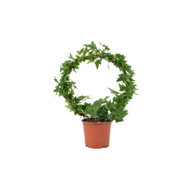  - Hedera Ivy Hoop In 12Cm Pot  Indoor Air-Purifying Houseplant In Nursery Pot