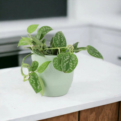 Epipremnum Pictum Argyraeus Satin Pothos Trailing Houseplant In 12Cm Pot Garden Plant from B&Q