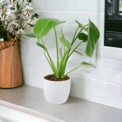 Monstera Deliciosa Swiss Cheese Plant In 12Cm Pot Easy Care Indoor Plant Garden Plant from B&Q