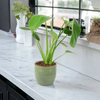 Monstera Deliciosa Swiss Cheese Plant In Green Ripple Ceramic Pot  Tropical Indoor Houseplant 12Cm from B&Q
