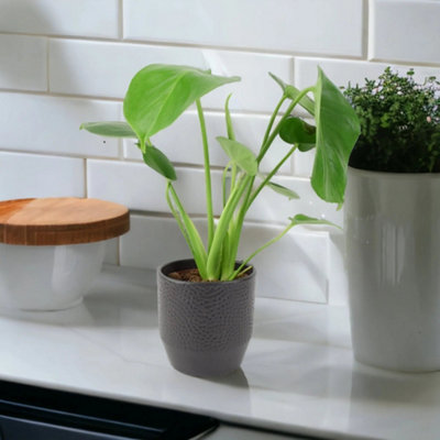 Monstera Deliciosa Swiss Cheese Plant In Ewi Dot Anthracite Ceramic Pot  Tropical Indoor Houseplant 12Cm from B&Q