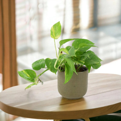 Epipremnum Aureum Golden Pothos Houseplant In 12Cm Pot Garden Plant from B&Q