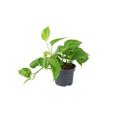 Epipremnum Aureum Golden Pothos Devils Ivy Houseplant In 12Cm Pot In Nursery Pot from B&Q