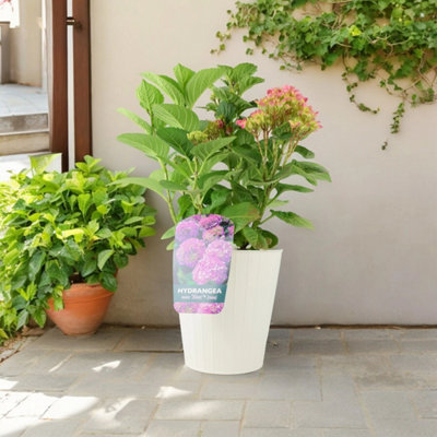 Pink Hydrangea Macrophylla Plant Cream Metal Planter 3L Pot Summer Flowering Garden Patio Shrub from B&Q