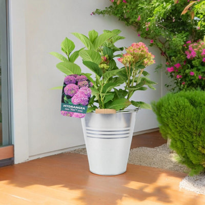 Pink Hydrangea Macrophylla Zinc Metal Planter 3L Pot Summer Blooming Garden Patio Plant Gift from B&Q