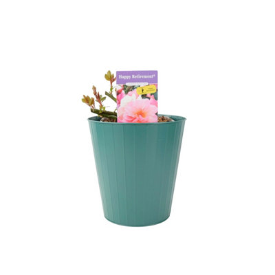 Happy Retirement RosePale Peach Flowers5.5L Pot  Gift Rose In Metal Teal Vertical Line from B&Q