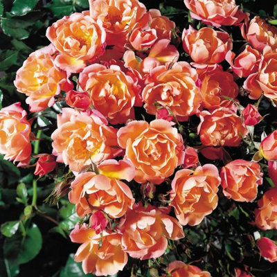 Happy Retirement Rose Pale Peach Flowers5.5L Pot In Nursery Pot  Gift Rose from B&Q