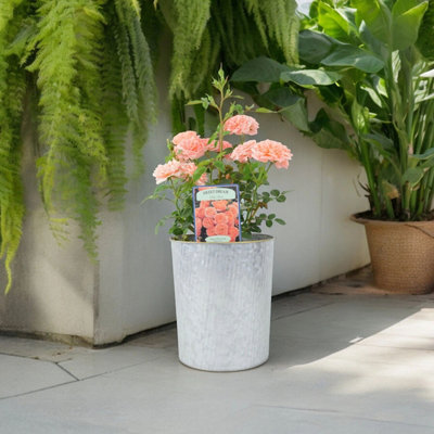 Rose Sweet Dream 4L Pot Peachy Apricot Patio Rose In Metal Vertical Line Zinc Planter from B&Q