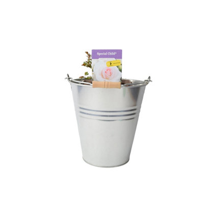 Special Child Rose Bush In 5.5L Pot Silvery Pink Floribunda Patio Rose Garden Plant from B&Q