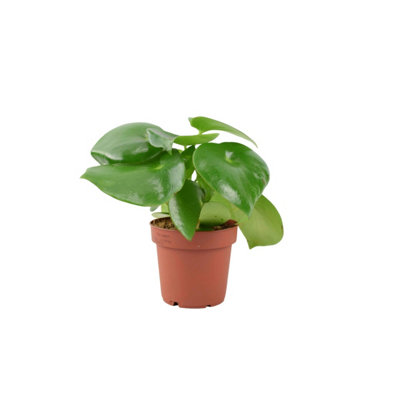  - Peperomia Polybotrya Raindrop Plant 12Cm Pot In Nursery Pot Also Known As Pilea Polybotrya