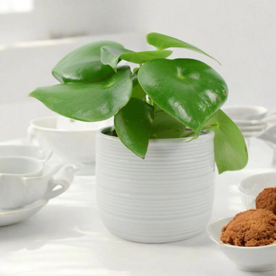 Peperomia Polybotrya Raindrop Plant  Pilea Polybotrya In 12Cm Pot In Ceramic York Grey from B&Q
