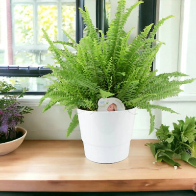 Boston Fern Large In White Ceramic Pot Air Purifying Houseplant Garden Plant from B&Q