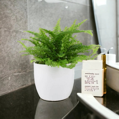 Boston Fern Nephrolepis In 12Cm Pot Airpurifying Petsafe Houseplant Garden Plant from B&Q