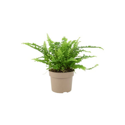 Boston Fern Nephrolepis In 12Cm Pot Air Purifying Pet Safe Houseplant In Nursery Pot from B&Q