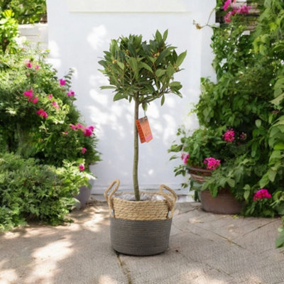 Bay Tree Standard 90Cm Tall Hardy Evergreen Laurus Nobilis For Pots Borders Garden Plant from B&Q