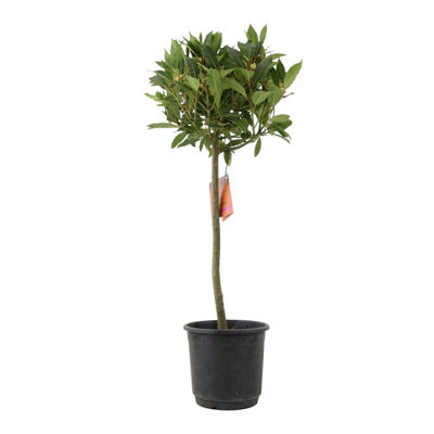 Bay Tree Standard  90Cm Tall Hardy Evergreen Laurus Nobilis For Pots & Borders In Nursery Pot from B&Q