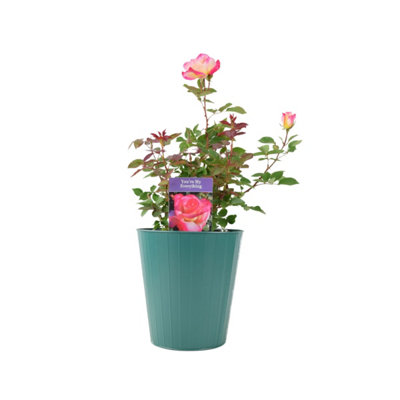 B&Q Pink/Dark/Green Rose You Are My Everything Pot Romantic Gift Rose Garden Plant 5.5L B&Q