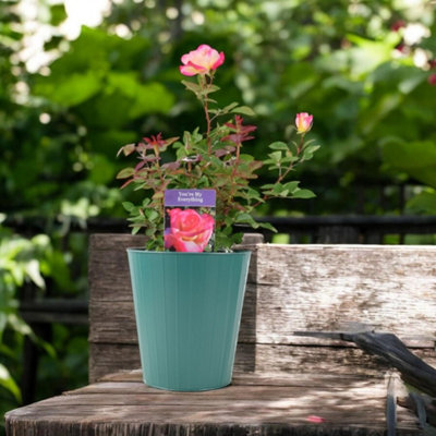 B&Q Pink/Dark/Green Rose You Are My Everything Pot Romantic Gift Rose Garden Plant 5.5L B&Q