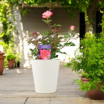 B&Q Pink/Dark/Green Rose You Are My Everything Pot Romantic Gift Rose Garden Plant 5.5L B&Q