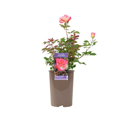 Rose Youre My Everything 5.5L Pot In Nursery Pot Romantic Gift Rose from B&Q