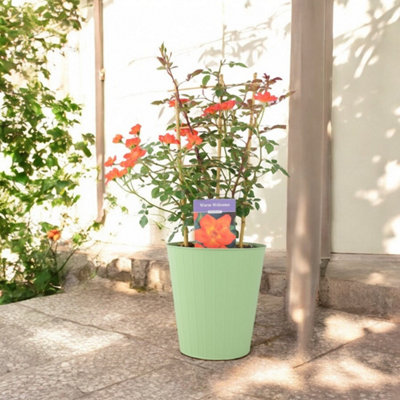 Pink Hydrangea Macrophylla Green Metal Vertical Line Planter 3L Pot Summer Bloom Patio Garden Plant Gift Uk from B&Q