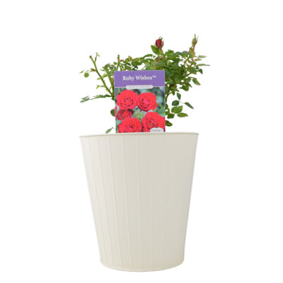 Ruby Wishes Rose Bush 55L Pot Compact Patio Rose With Rich Red Blooms Garden Plant from B&Q