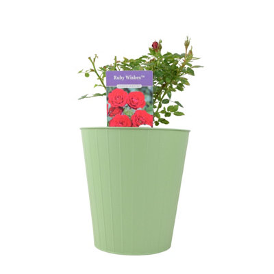 Ruby Wishes Rose Bush 55L Pot Compact Patio Rose With Rich Red Blooms Garden Plant from B&Q