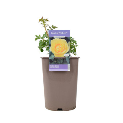 Golden Wishes Rose Patio 55L Pot With Sunny Yellow Blooms Garden Plant from B&Q