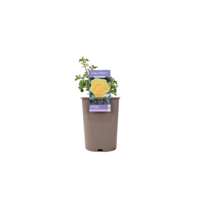 Golden Wishes Rose Patio 55L Pot With Sunny Yellow Blooms Garden Plant from B&Q