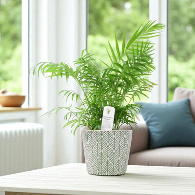 Parlour Palm Chamaedorea Elegans 17Cm Pot Garden Plant from B&Q