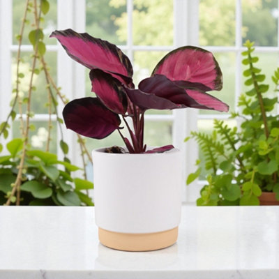  - Ceramic Eve Off White Plant Pot  Decorative Indoor & Outdoor Planter
