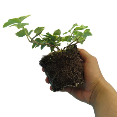Ivy Gold Golden Variegated Evergreen Climbing Trailing Plants 10.5Cm Pot 6 Pack from B&Q
