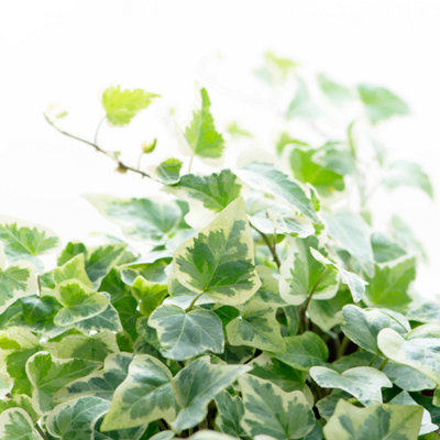 Ivy Gold Golden Variegated Climbing Trailing Plant 10.5Cm Pot 3 Pack from B&Q