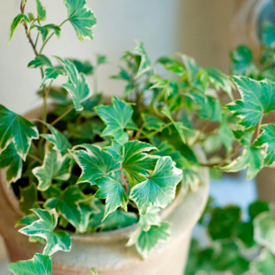 Ivy Silver Variegated Evergreen Climbing Trailing Plant 6 Pack from B&Q