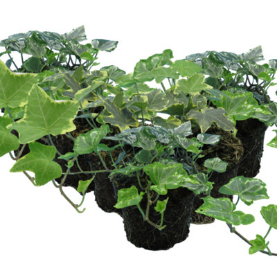 English Ivy Mixed Evergreen Climbing And Trailing Plants 10.5Cm Pot 6 Pack from B&Q