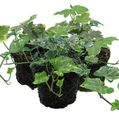 Ivy Growers Selection Evergreen Climbing Trailing 10.5Cm Pot 3 Pack from B&Q